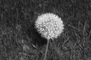 bwdandilion