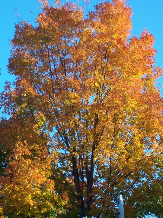 Maine Foliage